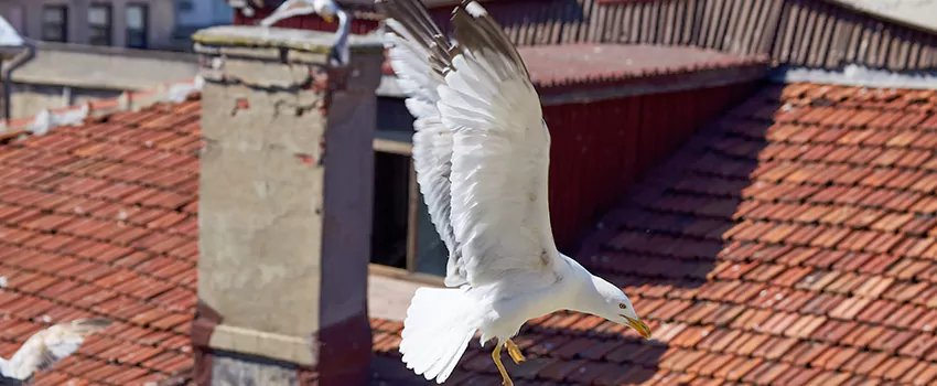 Residential Chimney Animal Removal Solution in Herriman, UT